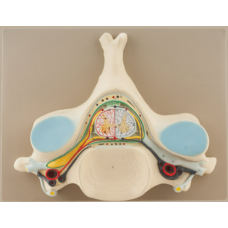 5TH CERVICAL VERTEBRA